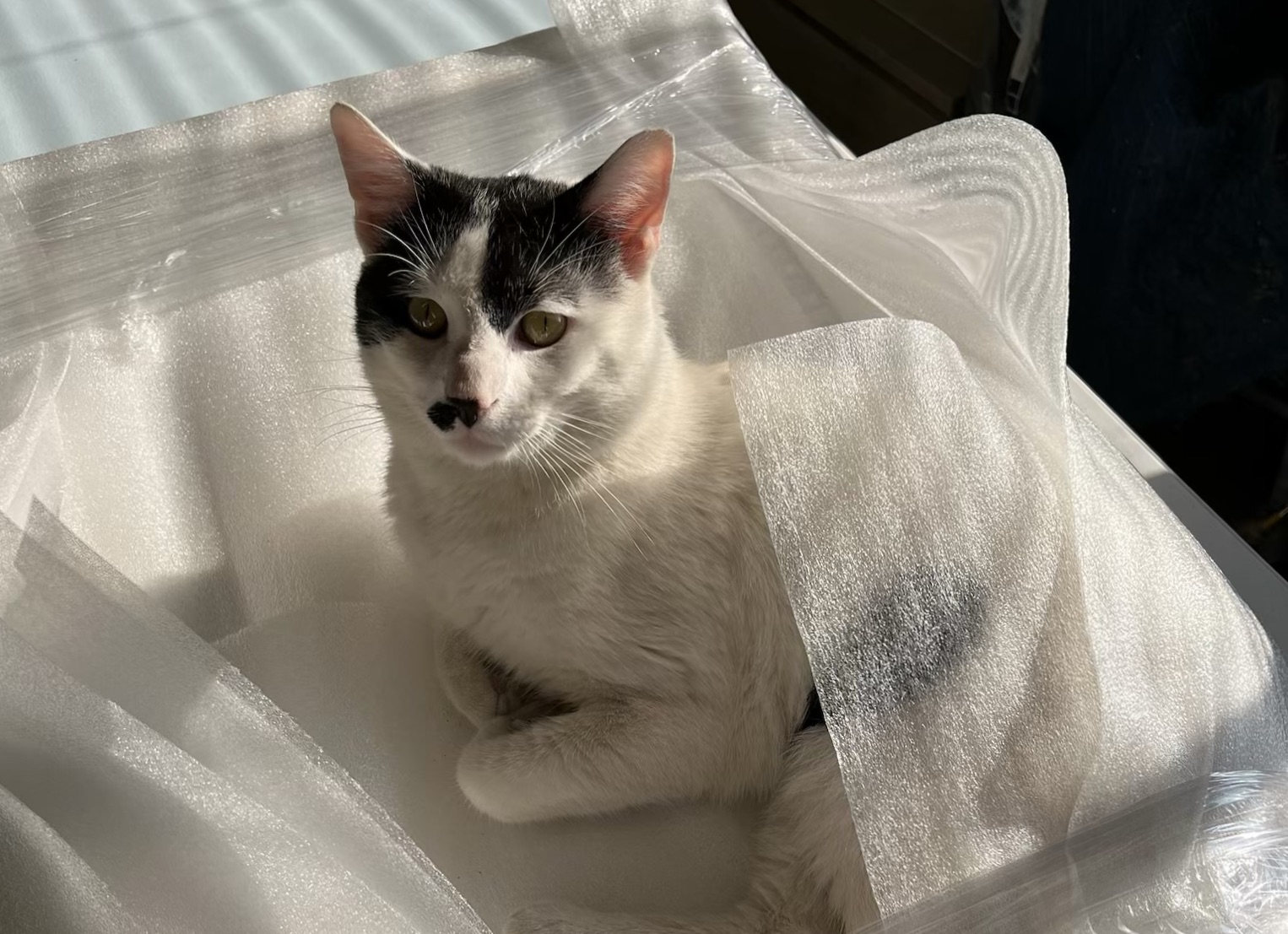 Kitty kitty